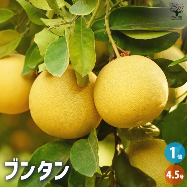柑橘の苗 ブンタン(文旦) 果樹の苗木 4.5号ポット/1個売り シトラス
