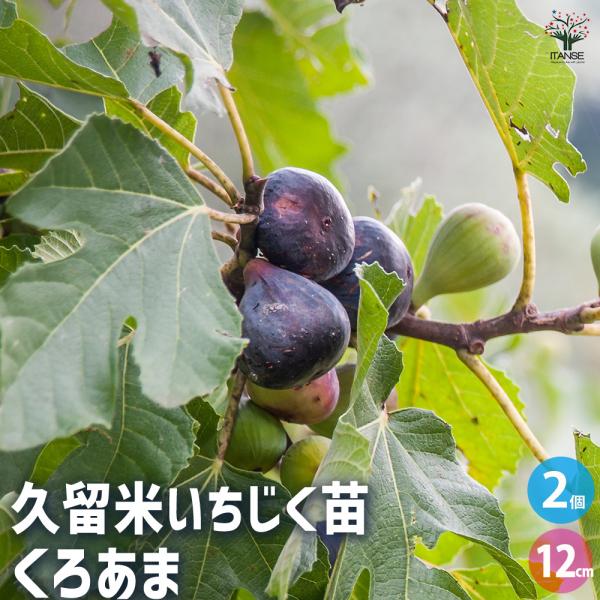 イチジクの苗木 久留米 くろあま 果樹の苗 12cmポット苗 お買い得2個セット 果樹 果物 栽培 趣味 園芸 ガーデニング 送料無料 イタンセ公式