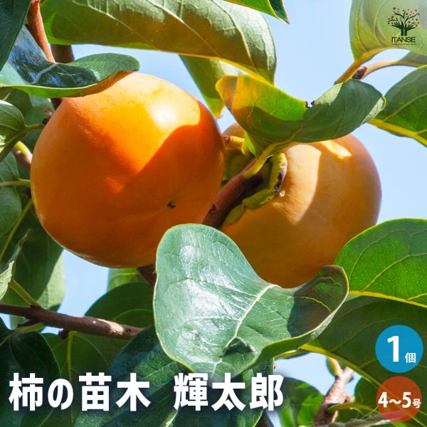 柿の苗木 輝太郎 果樹の苗木 4号/1個売り 柿苗 柿の苗 柿の木 柿の苗木 かきの苗 カキの苗 黒柿 黒実柿 ガーデニング 家庭菜園