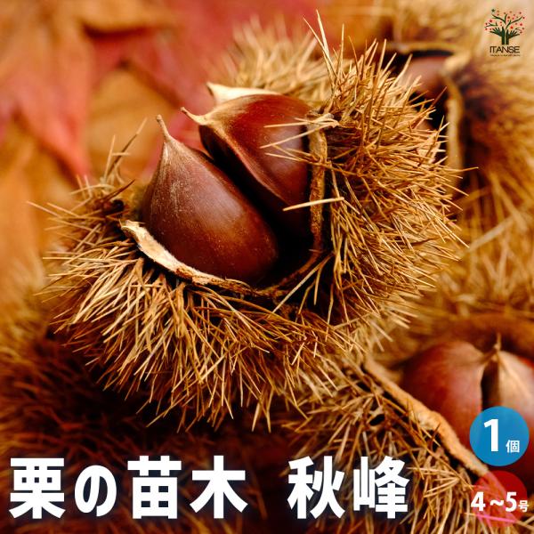 銘木売ります。栗 栗の苗木 秋峰 果樹の苗木 4号/1個売り 栗苗 栗の苗 栗の木 くりの苗