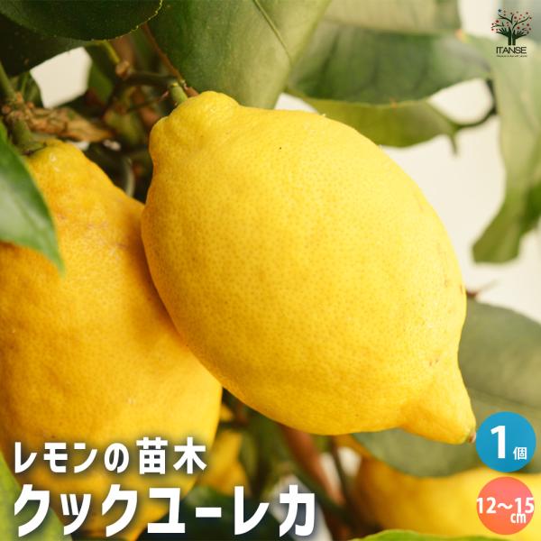 レモンの苗木 クックユーレカ12〜 果樹の苗木 4号/1個売り レモン苗