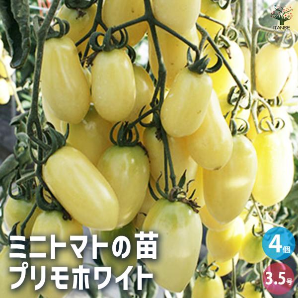 【品種特徴】 TYプリモホワイトは、これまでのミニトマトの常識を覆す、画期的な白い果皮を持つプラム型ミニトマトです。 糖度は10度前後と非常に甘く、酸味が少ないため、とても食べやすいです。 果重は20g程度で、プラム型の少し大粒なサイズ感が...