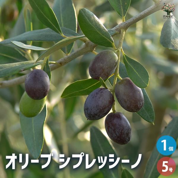 オリーブ シプレッシーノ 果樹の苗木 5号/1個売り オリーブの実 植木