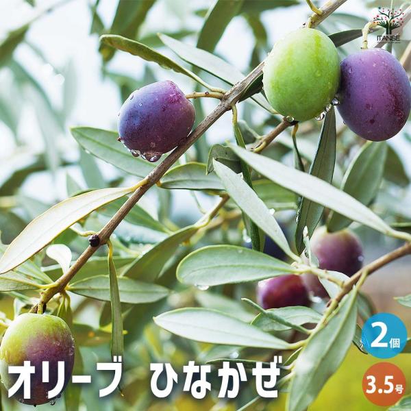 オリーブ ひなかぜ 果樹の苗 3.5号/お買い得2個セット オリーブの実