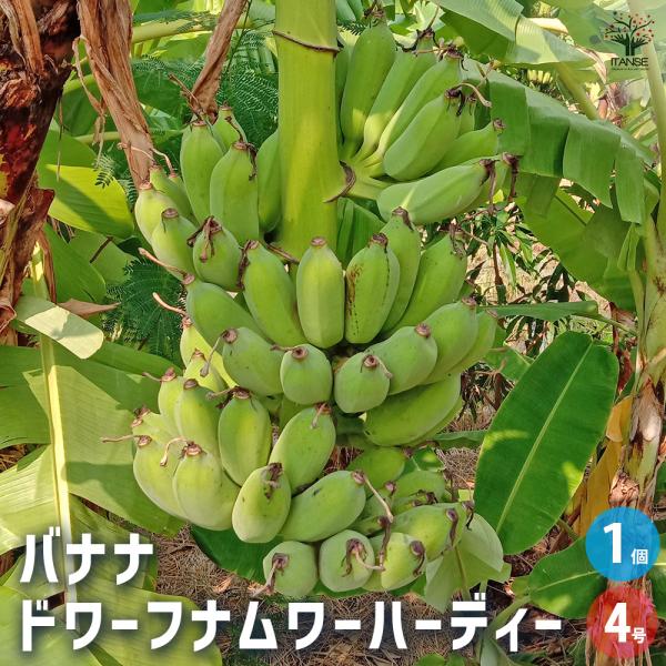 バナナの苗 ドワーフナムワーハーディー 果樹の苗 4号/1個売り バナナ