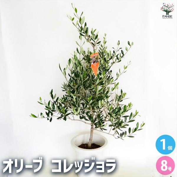 オリーブ コレッジョラ 果樹の苗木 8号/1個売り オリーブの実 植木