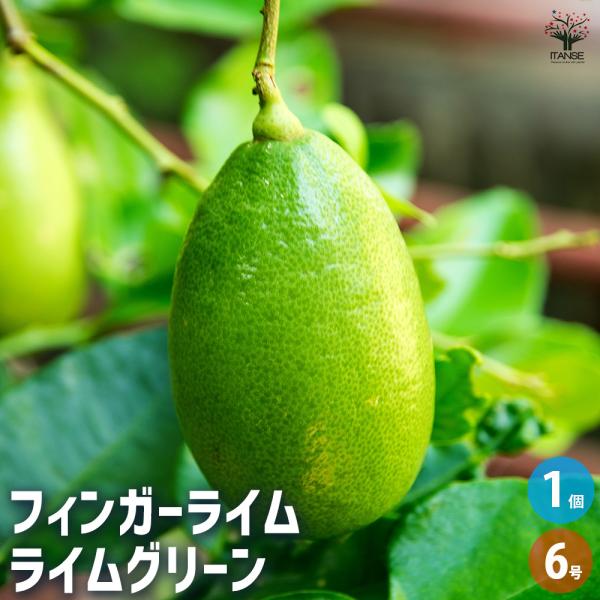 希少 接木フィンガーライム パープルブリス 果実確認済み 楽天