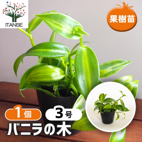 【品種特徴】バニラビーンズが採れる、バニラの木です。バニラの実は、その栽培難易度や手間から流通が難しく、天然のバニラはなかなか食べることができません。手間はかかりますが、バニラの木があれば、直接収穫して天然バニラを思う存分楽しむことができま...