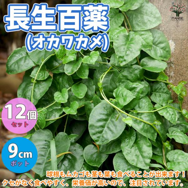 熱帯アメリカまたは熱帯アジアに自生するつる性の多年草です。日本には中国から長寿の薬草として伝わり、雲南百薬（うんなんひゃくやく）とも呼ばれています。百薬というように、葉酸やミネラル（カルシウム、マグネシウム、亜鉛、銅）、ビタミンＡを多く含み...