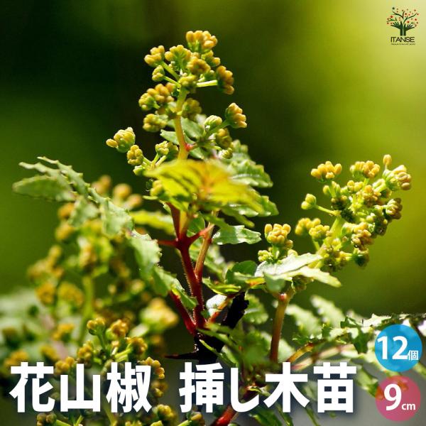 ITANSE 山椒の苗木 花山椒 果樹の苗 9cmポット 挿し木苗/お買い得12個セット 山椒苗 さんしょう苗 さんしょ苗 サンショウ苗 サンショ苗