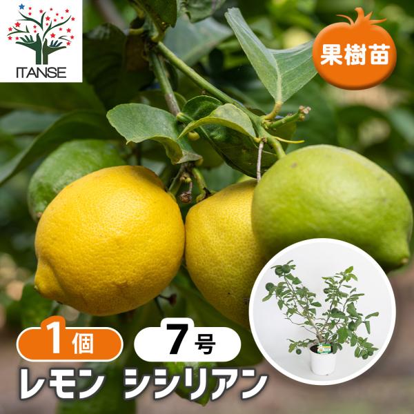 レモンの苗木 シシリアン 果樹の苗木 7号/1個売り レモン苗 檸檬 れもん 柑橘 香酸 シンボルツリー ガーデニング 家庭菜園