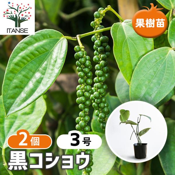 果樹苗 黒胡椒(コショウ)苗 9cmポット 挿木苗 お買い得2個セット 胡椒苗 コショウ苗 スパイス 送料無料 イタンセ公式