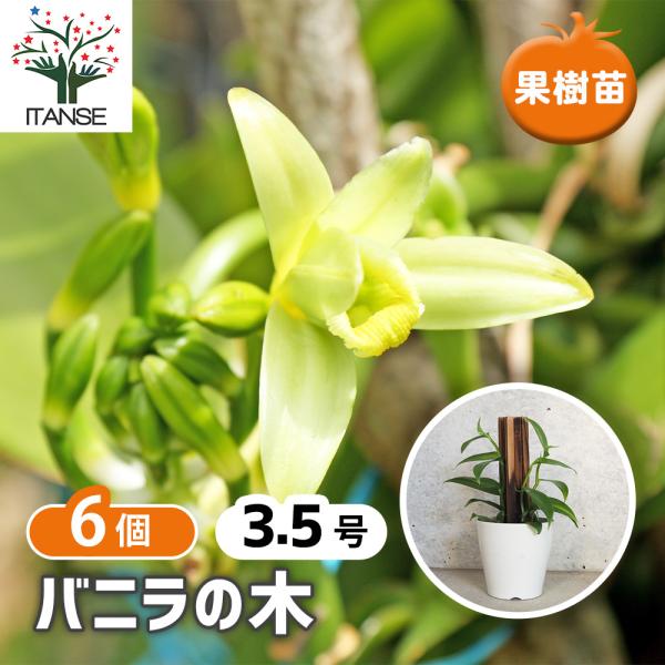 バニラの木 花苗 10.5cmポット/お買い得6個セット バニラの苗木 バニラ