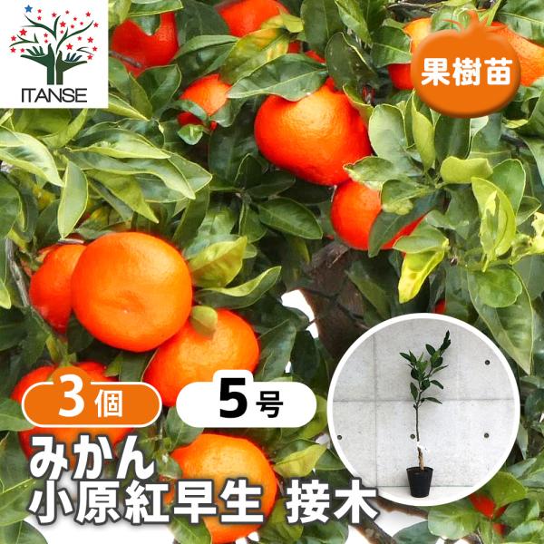 ITANSE みかんの苗 小原紅早生(おばらべにわせ) 果樹の苗木 接木苗