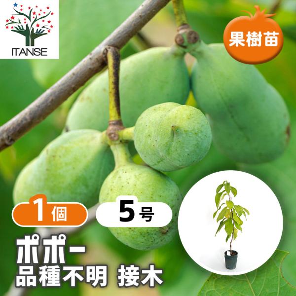 ポポーの苗木 品種不明 接木 果樹の苗木 5号/1個売り ポポーの木