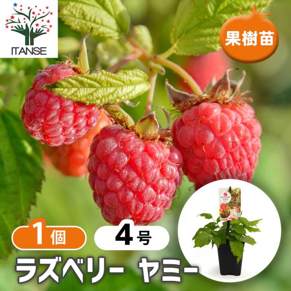 木苺苗　3株 楽天市場】木苺苗3種類セット ラズベリーセット : 母の日 花