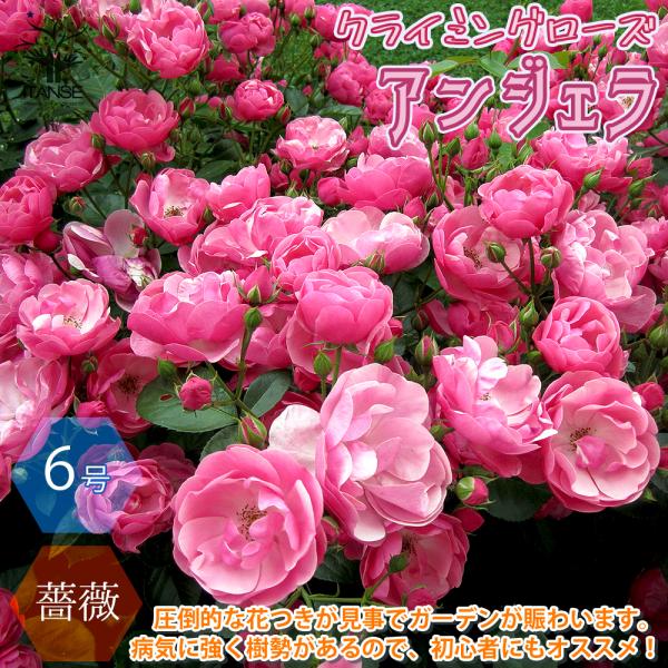 ITANSE 薔薇 つるバラ アンジェラ クライミングローズ 花苗 6号ポット