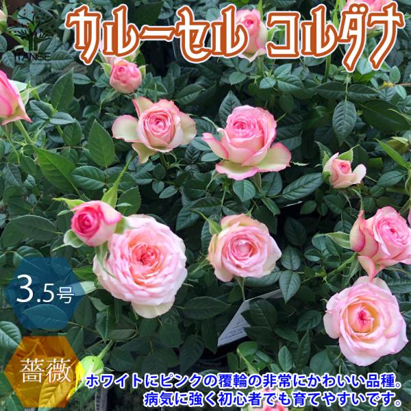 ITANSE 薔薇の苗木 カルーセル コルダナ ミニバラ 花苗 3.5号鉢 1個
