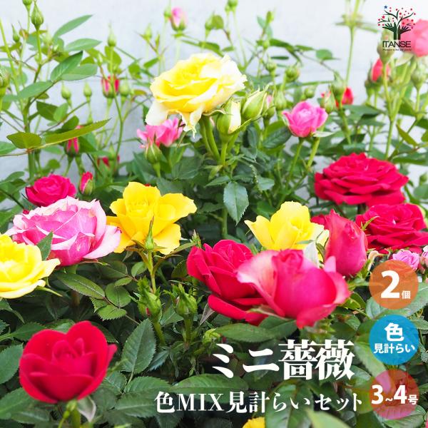 バラ苗(超お買い得5苗セット) 1セットだけ ITANSE ミニ薔薇 色MIX見計い 花苗 3号〜4号 お買い得2個セット