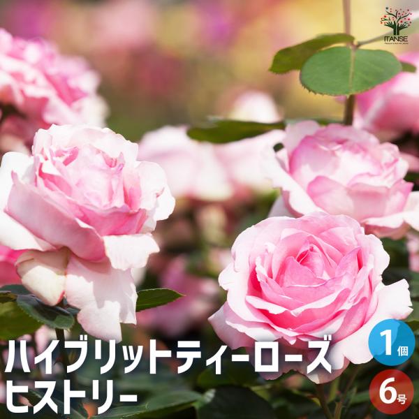 薔薇苗 ハイブリットティローズ ヒストリー 花木苗 6号 接木苗/1個売り