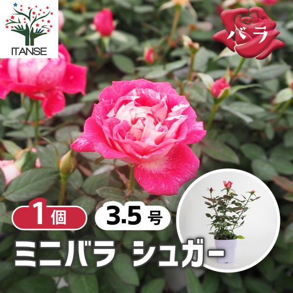 ミニ薔薇 シュガー 花木苗 3.5号/1個売り バラ苗 バラの苗 薔薇苗 薔薇