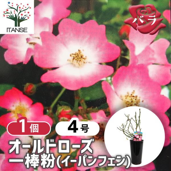 薔薇 一棒粉(イーパンフェン) 接木苗 花苗 4号/1個売り バラ苗 バラの苗 薔薇苗 薔薇の苗 花の苗 ばら ローズ Rosa ベランダ栽培