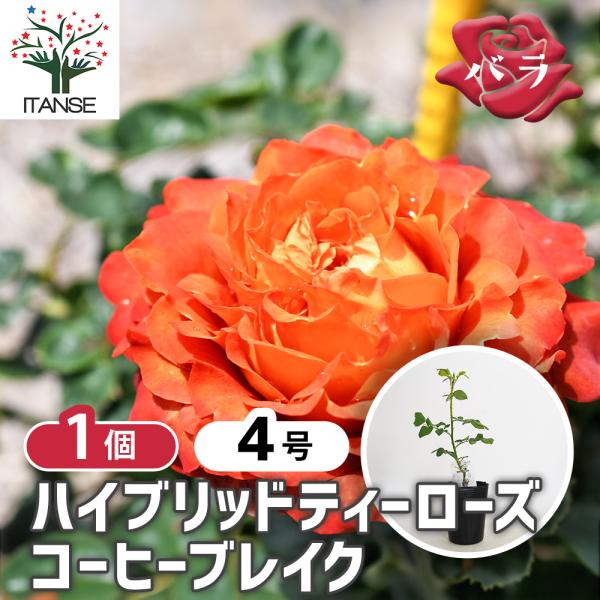 薔薇 コーヒーブレイク 接木 花木苗 4号/1個売り バラ苗 バラの苗 薔薇