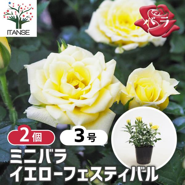 ミニ薔薇 イエローフェスティバル 花木苗 3号/お買い得2個セット バラ