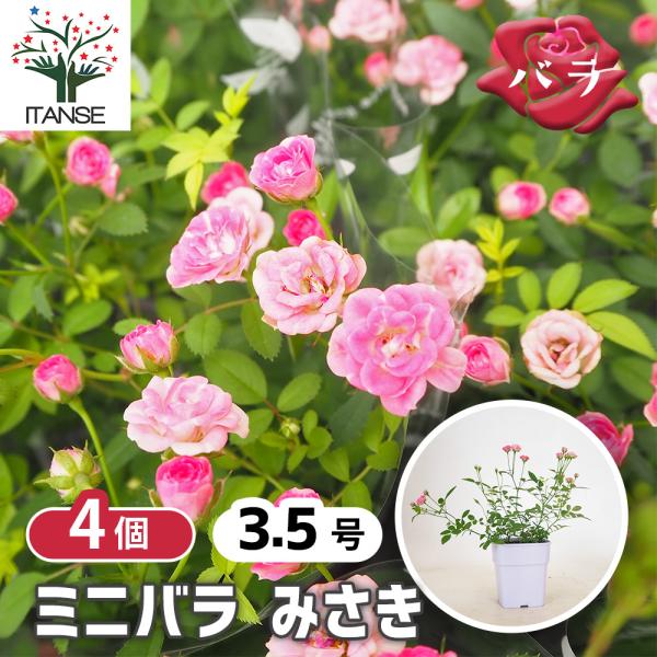 ミニ薔薇 みさき 花木苗 3.5号/お買い得4個セット バラ苗 バラの苗 薔薇苗 薔薇の苗 花苗 花の苗 ローズガーデン イングリッシュガーデン