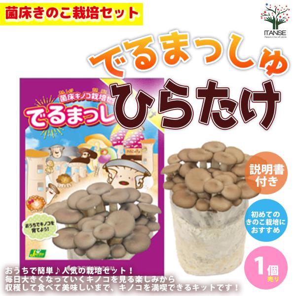 【ひらたけ菌床ブロック、日向土、説明書、ビニール袋】おうちで簡単に美味しい「ひらたけ」が栽培出来るキットです。このセットだけで繰り返し収穫が可能です。キノコは直射日光を当てる必要がないため、おうちの室内で育てるのにぴったりです。小さなキノコ...