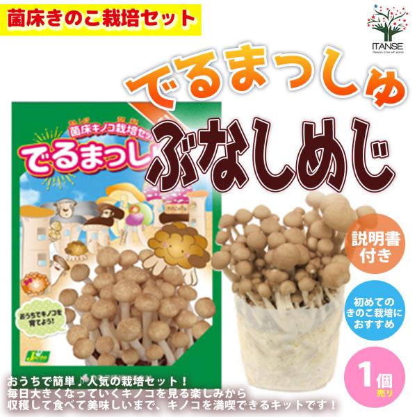 【ぶなしめじ菌床ブロック、日向土、説明書、ビニール袋】おうちで簡単に美味しい「ぶなしめじ」が栽培出来るキットです。このセットだけで繰り返し収穫が可能です。キノコは直射日光を当てる必要がないため、おうちの室内で育てるのにぴったりです。小さなキ...