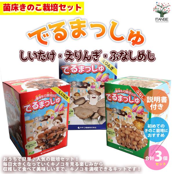 菌床きのこ栽培セット"でるまっしゅ"Aセット しいたけ・えりんぎ・ぶなしめじ 各1個 合計3個セットおうちで簡単に美味しいきのこが栽培出来るキットです。このセットだけで繰り返し収穫が可能です。キノコは直射日光を当てる必要がないため、おうちの...