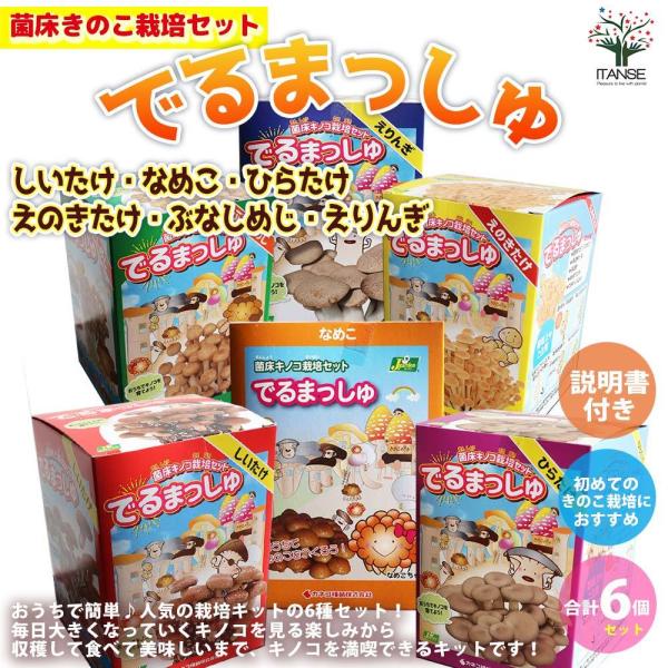 菌床きのこ栽培セット"でるまっしゅ"Dセット しいたけ・なめこ・ひらたけ・えのきたけ・ぶなしめじ・えりんぎ 各1個 合計6個セットおうちで簡単に美味しいきのこが栽培出来るキットです。このセットだけで繰り返し収穫が可能です。キノコは直射日光を...