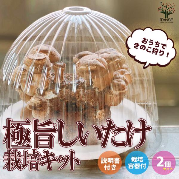 【しいたけ菌床ブロック×2個、栽培説明書1枚、栽培用受皿2枚、栽培用保湿キャップ2枚】おうちで簡単に美味しい「しいたけ」が栽培出来るキットです。このセットだけで繰り返し収穫が可能です。キノコは直射日光を当てる必要がないため、おうちの室内で育...
