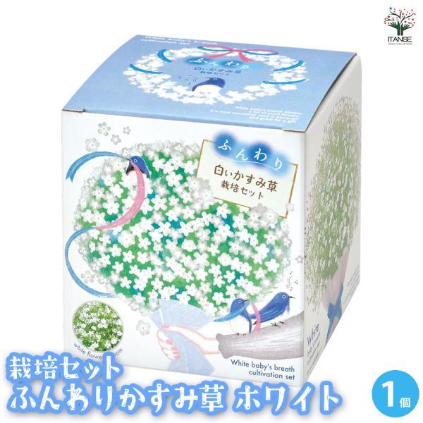 【商品の特徴】小さな花が集まって咲く、繊細で可愛らしい姿のかすみ草。最近ではナチュラルで控えめな雰囲気がトレンドになったこともあり、かすみ草だけを使ったフラワーギフトも人気です。花言葉は「感謝」「幸福」「親切」。ふんわりと優しい印象のかすみ...