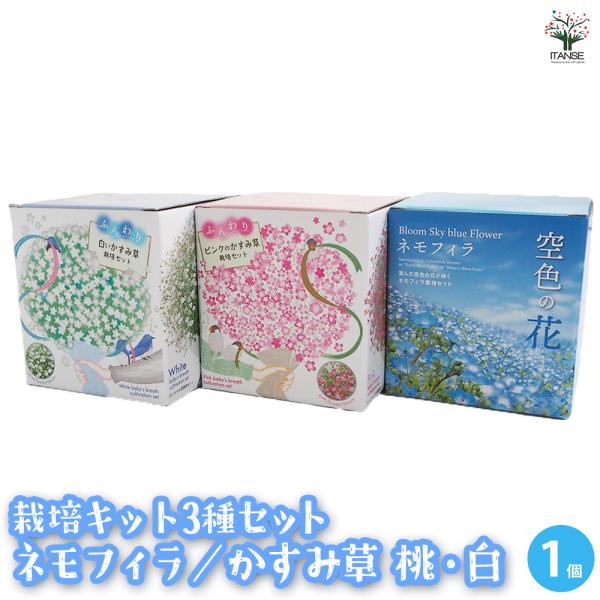 【栽培セット 空色の花 ネモフィラについて】可憐な青い花をいくつも咲かせる「ネモフィラ」。空色のカーペットのようにネモフィラ畑が広がる名所は、幻想的な春の絶景スポットとして各地で話題になっています。【栽培セット ふんわりかすみ草について】小...