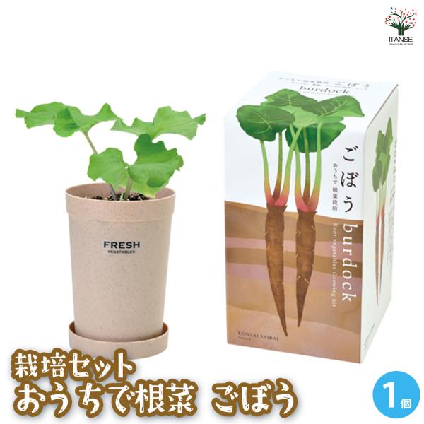 【商品の特徴】土がたっぷりと入る深鉢なら、おうちで根菜も育てられます。根菜栽培の楽しさは土の中で無事に育っている様子が見えないドキドキ感。自分で種から育てた野菜を引き抜いて収穫の喜びを味わいましょう。ここ最近では幼稚園さんで使われることも多...