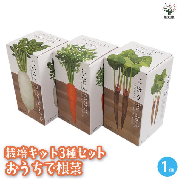 【セット内容】栽培セット おうちで根菜 だいこん 1箱栽培セット おうちで根菜 にんじん 1箱栽培セット おうちで根菜 ごぼう 1箱【商品の特徴】土がたっぷりと入る深鉢なら、おうちで根菜も育てられます。根菜栽培の楽しさは土の中で無事に育って...