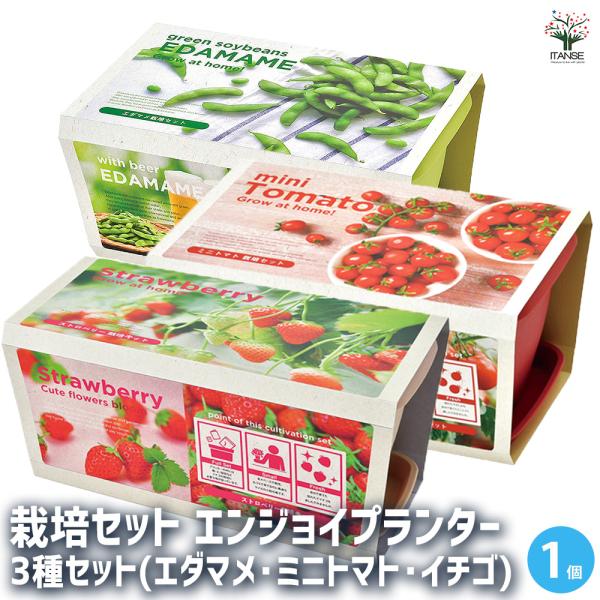 【セット内容】 計：3箱栽培セット エンジョイプランターベジ エダマメ 1箱栽培セット エンジョイプランターベジ ミニトマト 1箱栽培セット エンジョイプランター イチゴ 1箱【商品の特徴】「エンジョイプランター」シリーズは、たっぷりと2リ...