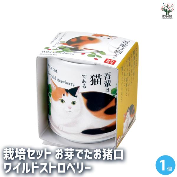【商品の特徴】 ワイルドストロベリーは「幸せを運ぶ」と呼ばれているバラ科イチゴ属の多年草。四季なりのイチゴで暖かい室内で管理すれば、冬にも花を咲かせ実をつけます。暑さ寒さに強く、とても育てやすいハーブです。【検索キーワード】栽培セット 栽培...
