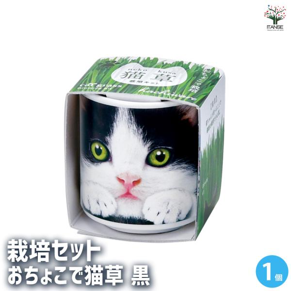【商品の特徴】 猫が食べることができる「猫草」を育てます。おねだりポーズでご主人を見つめる猫たちの、ドアップフェイスがインパクト大。白と黒のハチワレがかわいらしいネコのイラスト陶器のおちょこ付き。猫草は別名「燕麦」。猫にあたえると毛玉がはき...