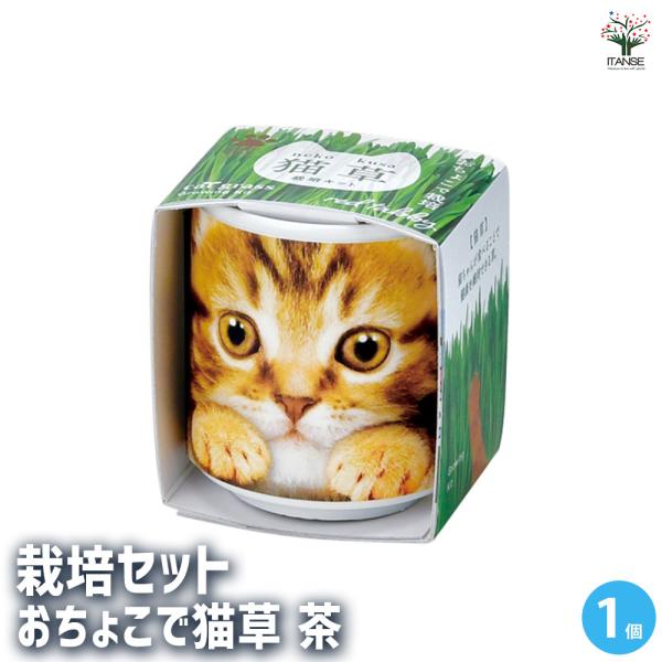 【商品の特徴】 猫が食べることができる「猫草」を育てます。おねだりポーズでご主人を見つめる猫たちの、ドアップフェイスがインパクト大。茶色のトラ模様がかわいらしいネコのイラスト陶器のおちょこ付き。猫草は別名「燕麦」。猫にあたえると毛玉がはきや...