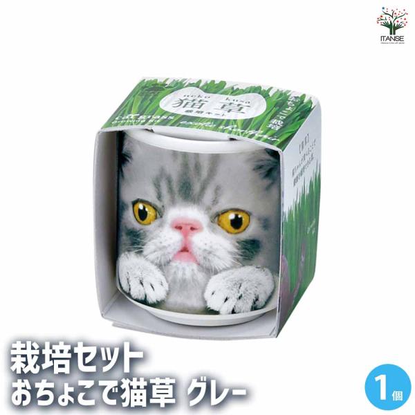 【商品の特徴】 猫が食べることができる「猫草」を育てます。おねだりポーズでご主人を見つめる猫たちの、ドアップフェイスがインパクト大。グレーのトラ模様がかわいらしいネコのイラスト陶器のおちょこ付き。猫草は別名「燕麦」。猫にあたえると毛玉がはき...