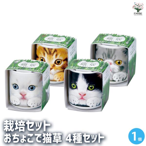 【セット内容】 計：4箱栽培セット おちょこで猫草 白 1箱 栽培セット おちょこで猫草 黒 1箱栽培セット おちょこで猫草 茶 1箱栽培セット おちょこで猫草 グレー 1箱【商品の特徴】 猫が食べることができる「猫草」を育てます。おねだり...