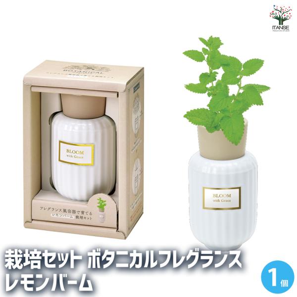 【商品の特徴】 アロマディフューザー風の給水ボトルで、香りのよいハーブを育てます。 土を使わず、本体に水を溜めるだけで簡単＆おしゃれに底面給水栽培を楽しめます。 上品なくすみカラー×金箔を使ったラベルがアクセント。 お部屋に置きたくなるよう...