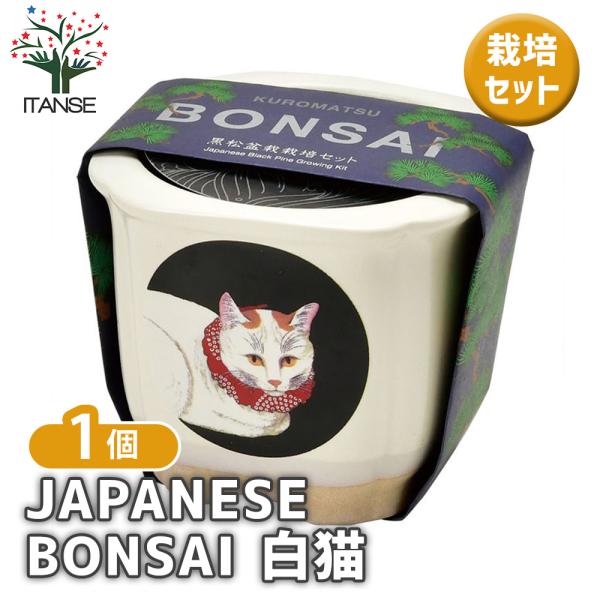 【JAPANESE BONSAI 盆栽栽培キットについて】種から育てる樹木の盆栽栽培セットです。浮世絵の名画がデザインされた、美濃焼の盆栽鉢で育ててみましょう。鉢のラインナップは、波富士、赤富士、白猫、富士と猫があります。お気に入りの鉢で松...