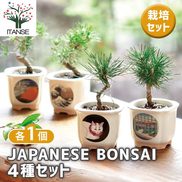 【JAPANESE BONSAI 盆栽栽培キットについて】種から育てる樹木の盆栽栽培セットです。浮世絵の名画がデザインされた、美濃焼の盆栽鉢で育ててみましょう。鉢のラインナップは、波富士、赤富士、白猫、富士と猫があります。お気に入りの鉢で松...