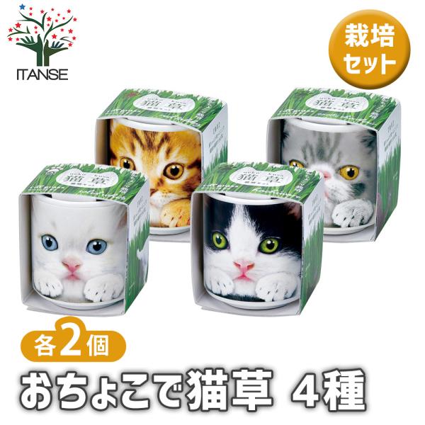 【セット内容】 計：4箱栽培セット おちょこで猫草 白 1箱 栽培セット おちょこで猫草 黒 1箱栽培セット おちょこで猫草 茶 1箱栽培セット おちょこで猫草 グレー 1箱【商品の特徴】 猫が食べることができる「猫草」を育てます。おねだり...