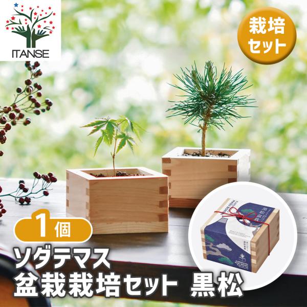 【ソダテマス 盆栽栽培セットについて】ヒノキ升で小さな樹木を育てる盆栽栽培セット。和紙の包みを開けるとヒノキがほんのり香る、日本らしい装いです。黒松は伸びやかに葉を広げる姿から「男松」「雄松」とも呼ばれ、丈夫に育ち初心者にも育てやすい品種で...