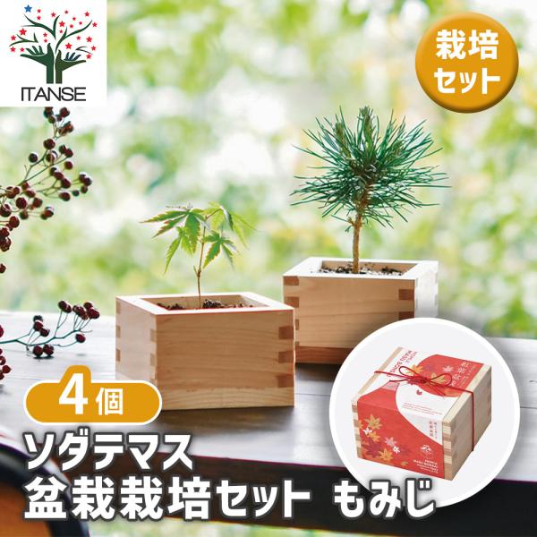 【ソダテマス 盆栽栽培セットについて】ヒノキ升で小さな樹木を育てる盆栽栽培セット。和紙の包みを開けるとヒノキがほんのり香る、日本らしい装いです。秋を訪れを感じさせる植物です。小さな苗の時期からもみじの葉の形をしています。【検索キーワード】ソ...